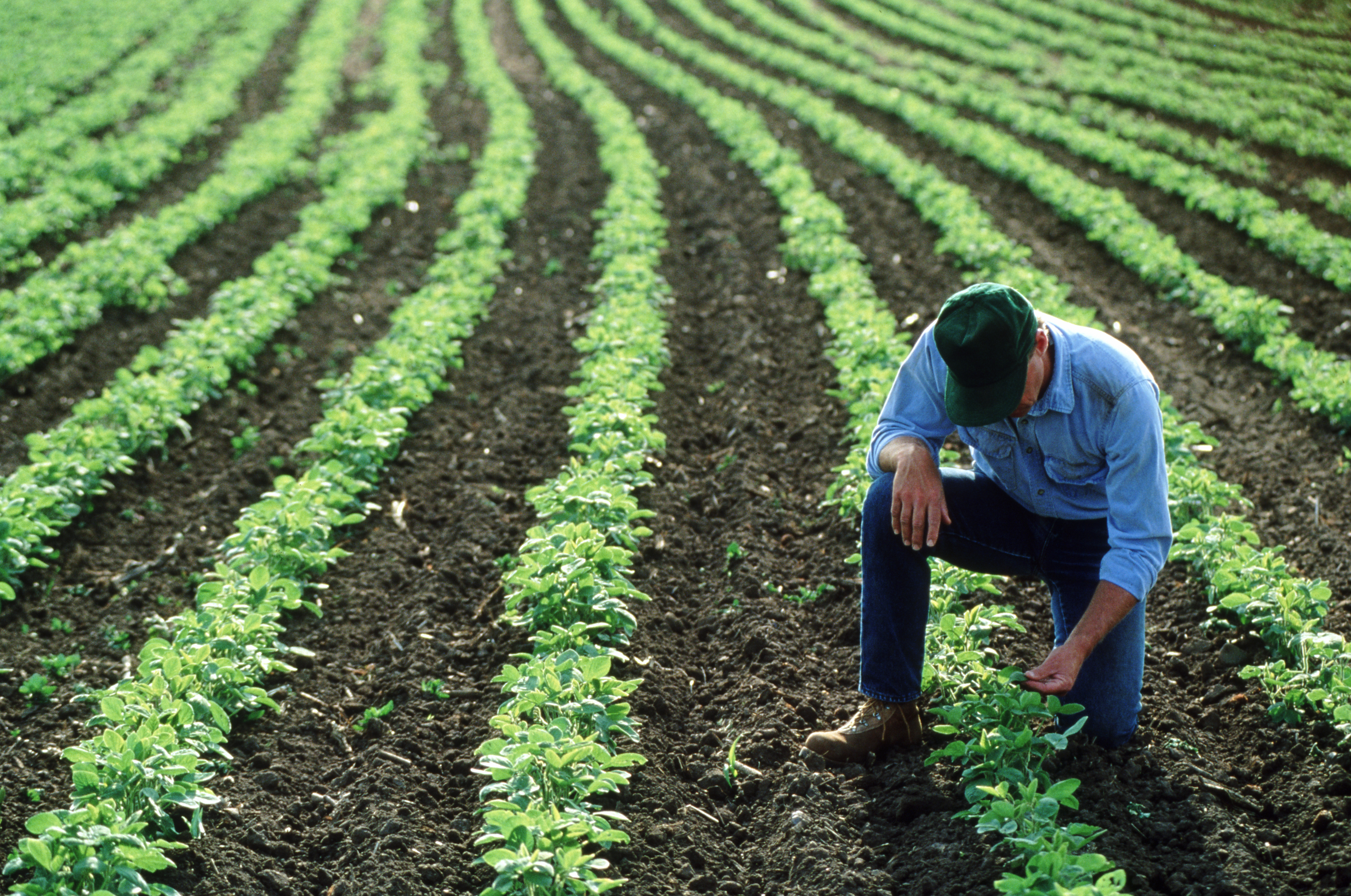 A farmer looks over his crops. 